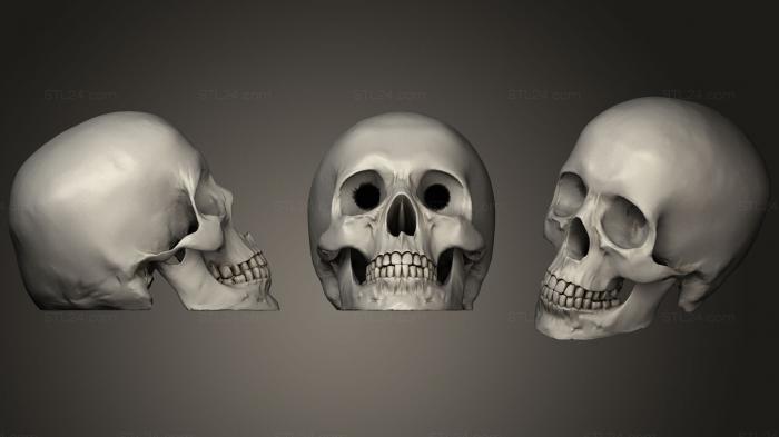 Анатомия скелеты и черепа (Полый череп, ANTM_0660) 3D модель для ЧПУ станка